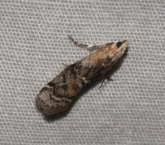 Viburnum Glyptocera Moth thumbnail 3