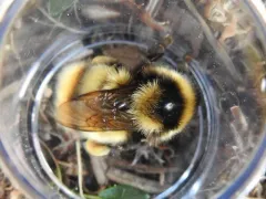 Polar Bumble Bee thumbnail 3