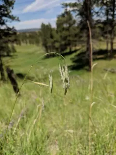 porter's brome thumbnail 3