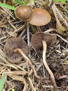 Fell Brownie thumbnail 1