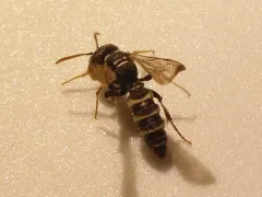 Cerceris vanduzeei thumbnail 3