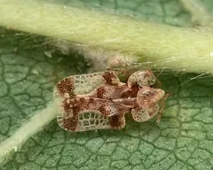 Birch Lace Bug thumbnail 2
