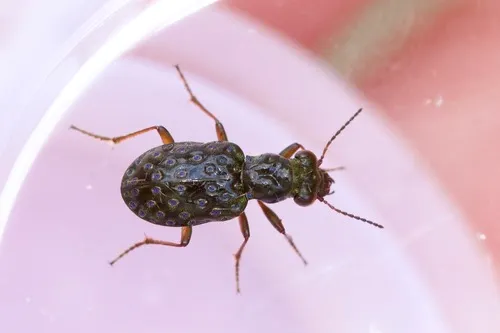 Elaphrus olivaceus