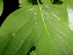 Resseliella tulipiferae thumbnail 4