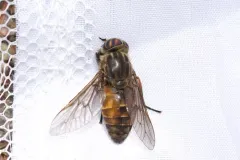 Coniferous Horse Fly thumbnail 1