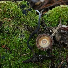 Xylaria cornu-damae thumbnail 4