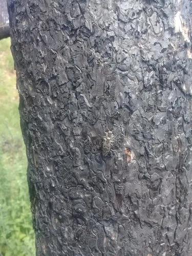 Spurred Metallic Wood-borer