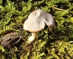 Grey Waxcap thumbnail 4