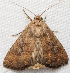Cobbler Moth thumbnail 4