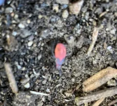 Red-shouldered Bug thumbnail 4
