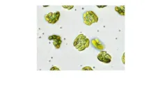 Comasiella arcuata thumbnail 2