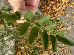 Phyllactinia robiniae thumbnail 3