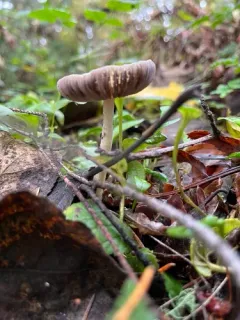 Bolbitius aleuriatus thumbnail 4