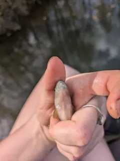 Cutlip Minnow thumbnail 4