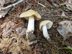 Entoloma bicolor thumbnail 1