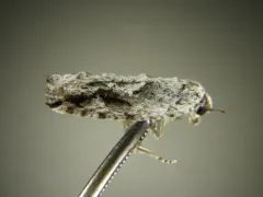 Pecan Bud Moth thumbnail 3