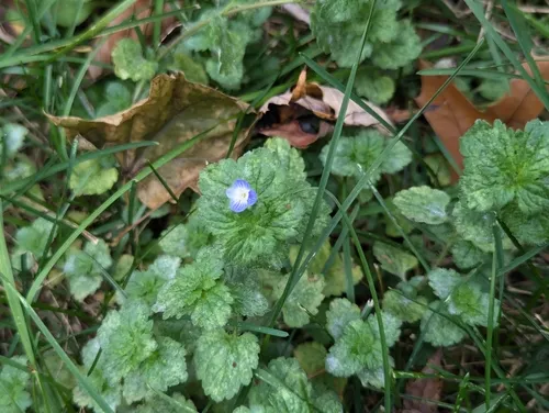 Podosphaera fuliginea