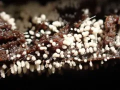 Arthrosporium candidum thumbnail 2