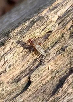 Lutomyia spurca thumbnail 4