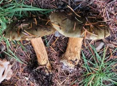 Calonarius oliveopetasatus thumbnail 3