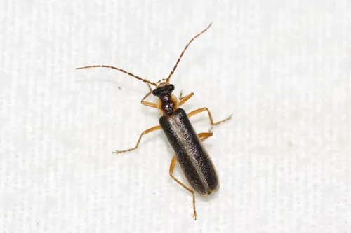 Podabrus modestus