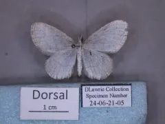 Idaea rotundopennata thumbnail 1