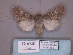 Hairy Artesta Moth thumbnail 2