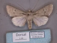 Querula Dart thumbnail 2
