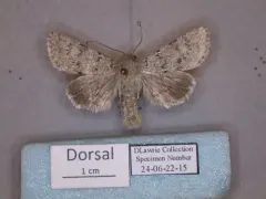 Scotogramma submarina thumbnail 1