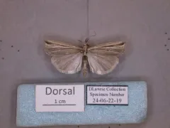 Thaumatopsis fernaldella thumbnail 4