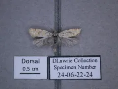Phtheochroa aureoalbida thumbnail 4