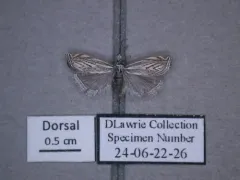 Platytes Moth thumbnail 4
