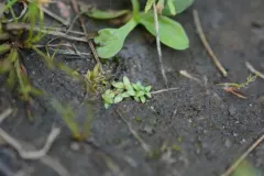 Terrestrial Water-starwort thumbnail 3