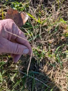 tumble windmillgrass thumbnail 2