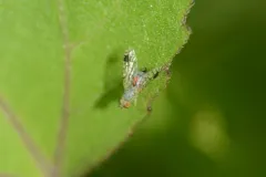 Euarestoides acutangulus thumbnail 2