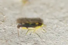 Eupteryx flavoscuta thumbnail 1