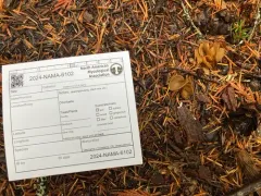 Otidea pseudoleporina thumbnail 1