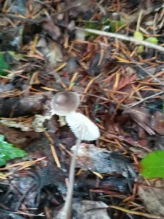 Mycena subcana thumbnail 2