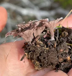 Thelephora caryophyllea thumbnail 3