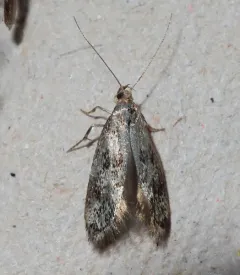 Denisia haydenella thumbnail 3