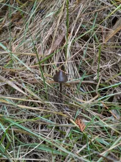 Dewdrop Mottlegill thumbnail 4