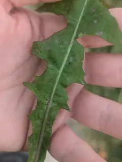 dandelion rust thumbnail 2