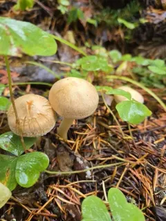Inocybe kauffmanii thumbnail 3
