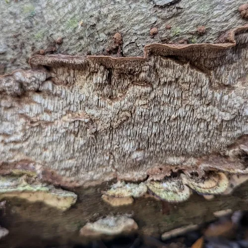 Dentocorticium portoricense