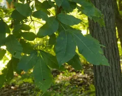 red hickory thumbnail 2