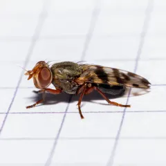 Narrow-Banded Picture-Winged Fly thumbnail 4