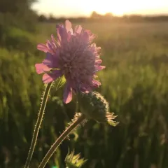 Field Scabious thumbnail 2