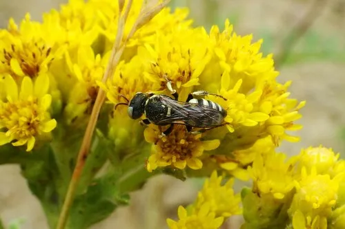 Oxybelus subulatus