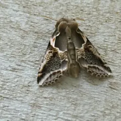 Lettered Habrosyne Moth thumbnail 4