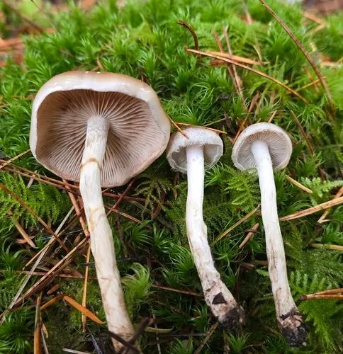 Hebeloma alpinicola